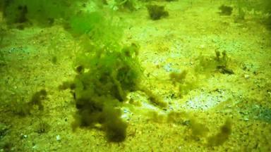 藻类黑色的海附生植物的藻类成长绿色浒苔藻类桑迪海底水下景观黑色的海